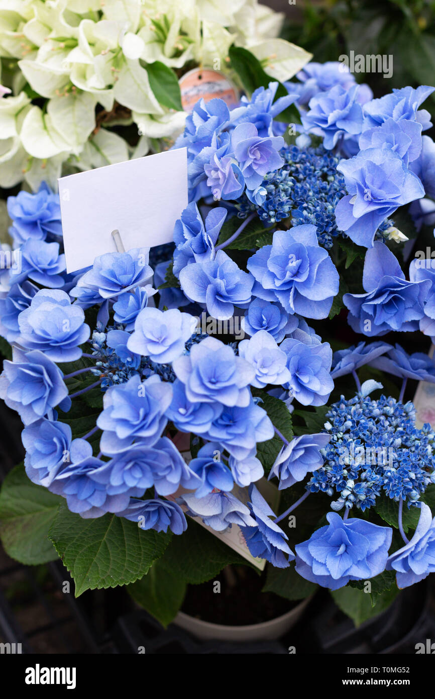 The Pot Of Japanese Hydrangeas Flowers Ajisai On Sale In Flower Market Stock Photo Alamy The Pot Of Japanese Hydrangeas Flowers Ajisai On Sale In Flower Market Stock Photo Alamy