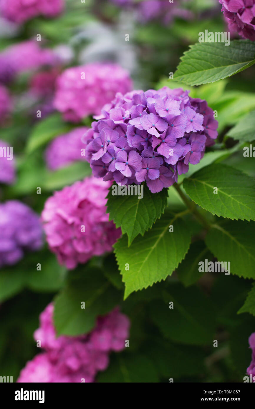 Ajisai Hi Res Stock Photography And Images Alamy