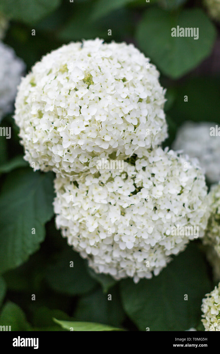 The bush of blooming white Japanese hydrangeas ajisai. Many flowers