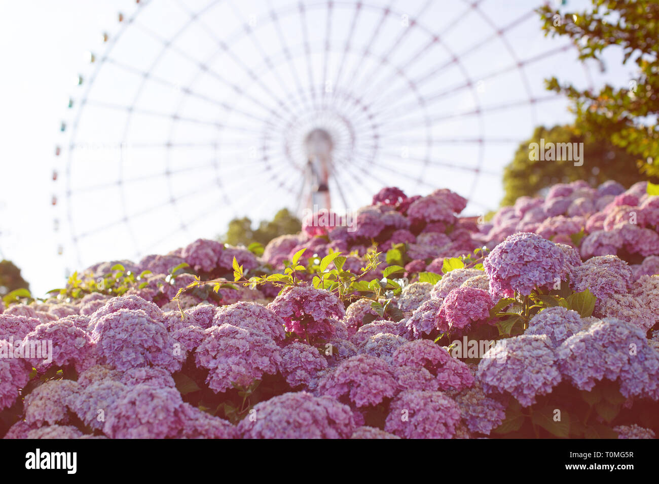 Blooming Japanese Hydrangeas Flowers Ajisai And A Ferris Wheel Bright Summer Concept Amusement Park Stock Photo Alamy Blooming Japanese Hydrangeas Flowers Ajisai And A Ferris Wheel Bright Summer Concept Amusement Park Stock Photo Alamy