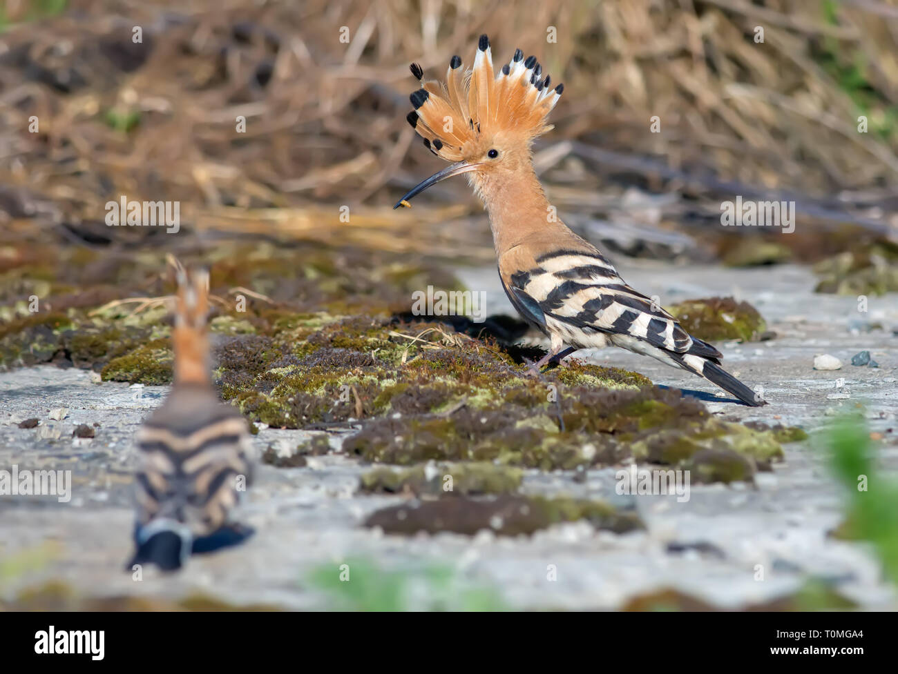 Hoopoe taking away with his chick on the ground Stock Photo
