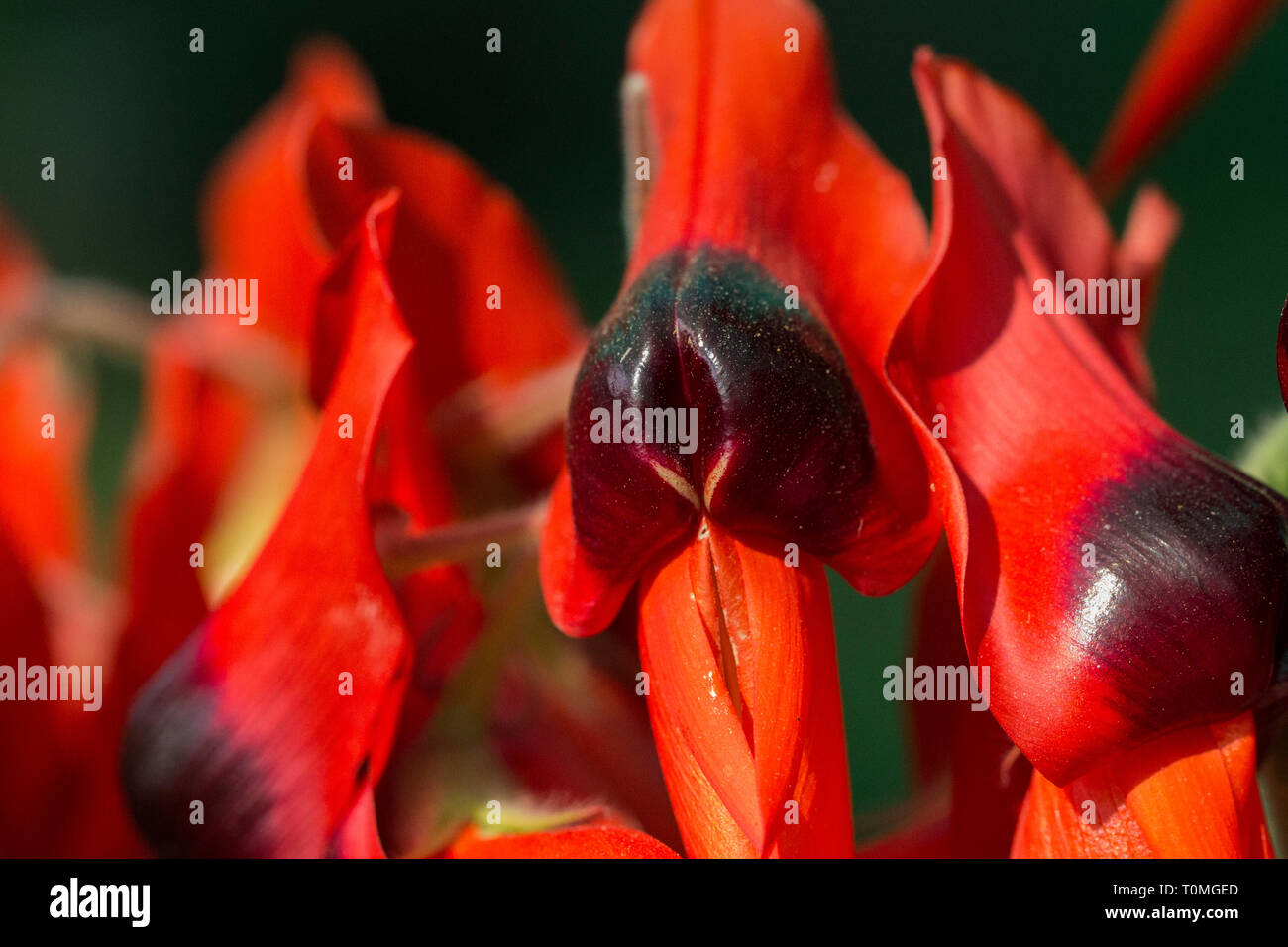 Closeup of  Sturt Pea, Swainsona formosa Flower Stock Photo