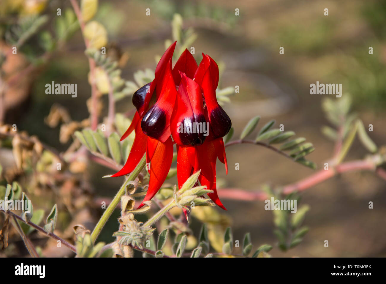 Closeup of  Sturt Pea, Swainsona formosa Flower Stock Photo