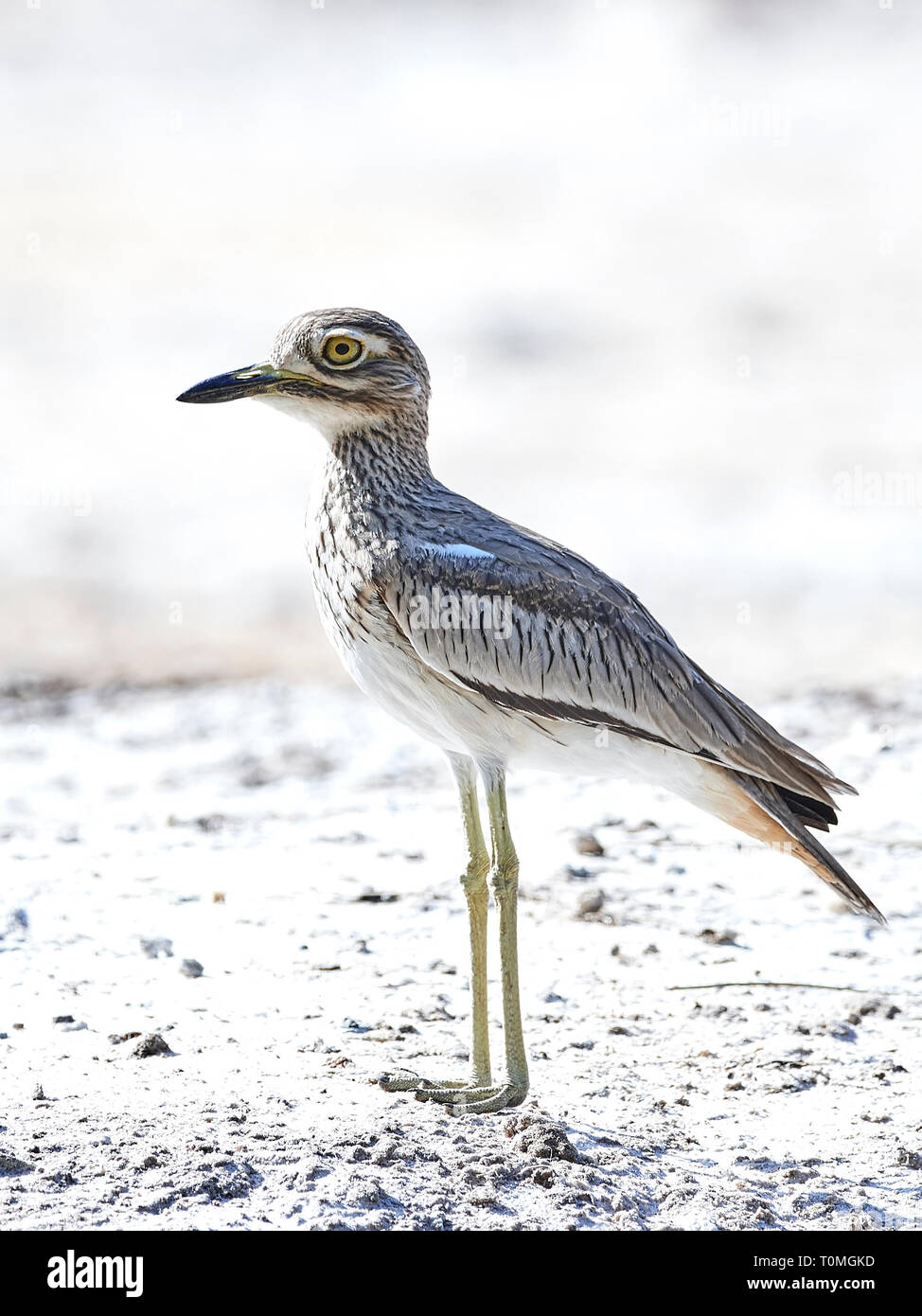 Senegal thickknee in its natural habitat in Gambia Stock Photo Alamy
