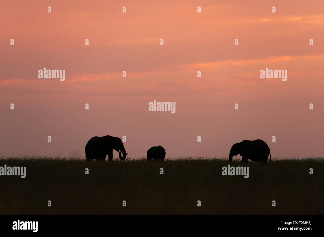 Elephants masai mara kenya sunset hi-res stock photography and images ...
