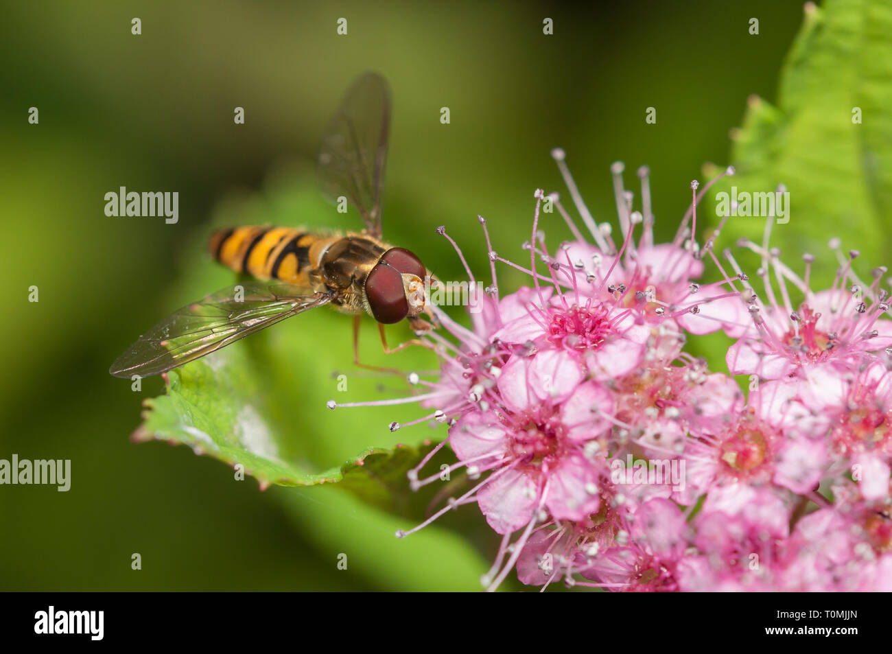Hoverfly on spirea plant Stock Photo