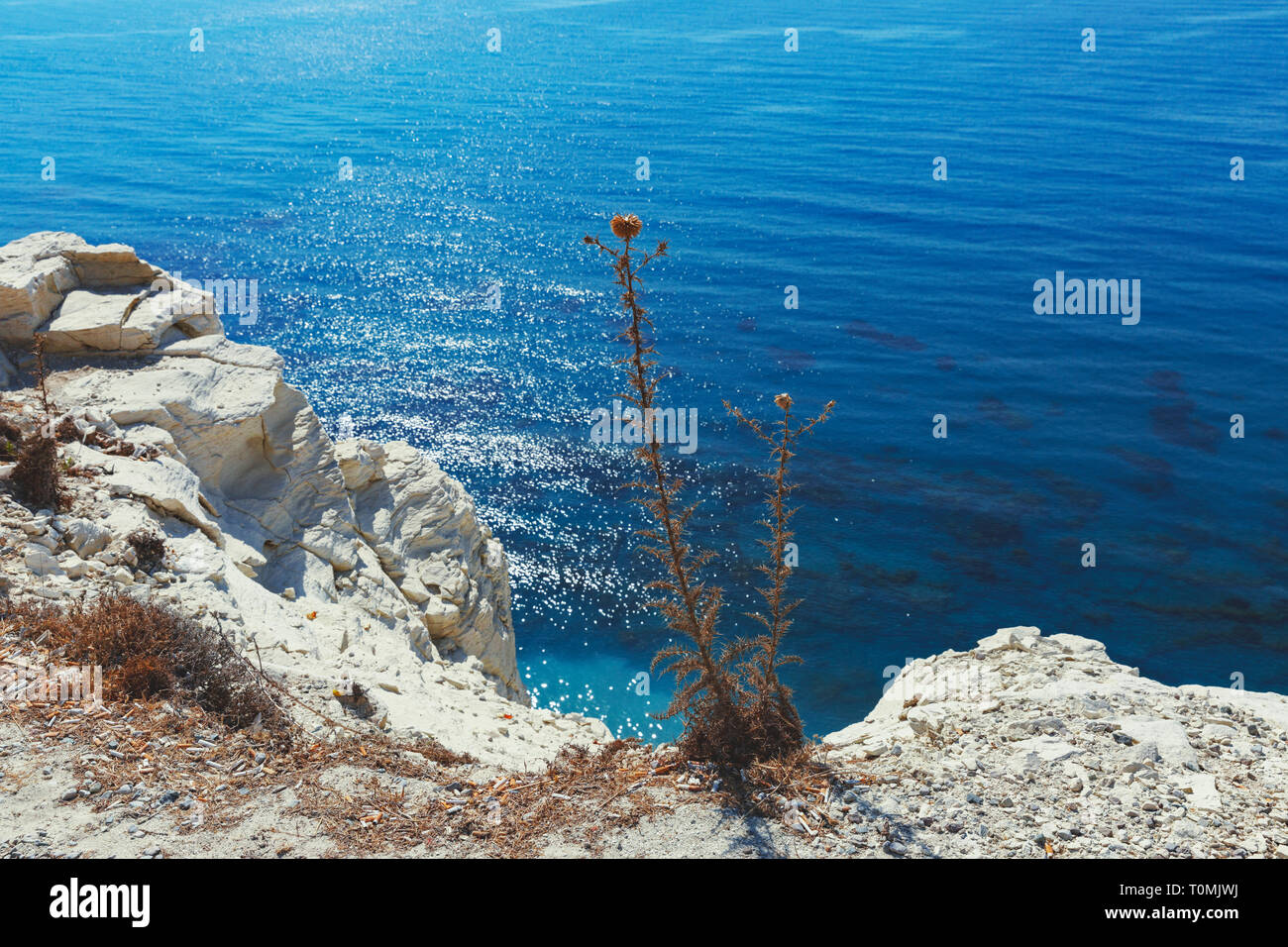 Wildflower growing on a cliff by the sea Stock Photo