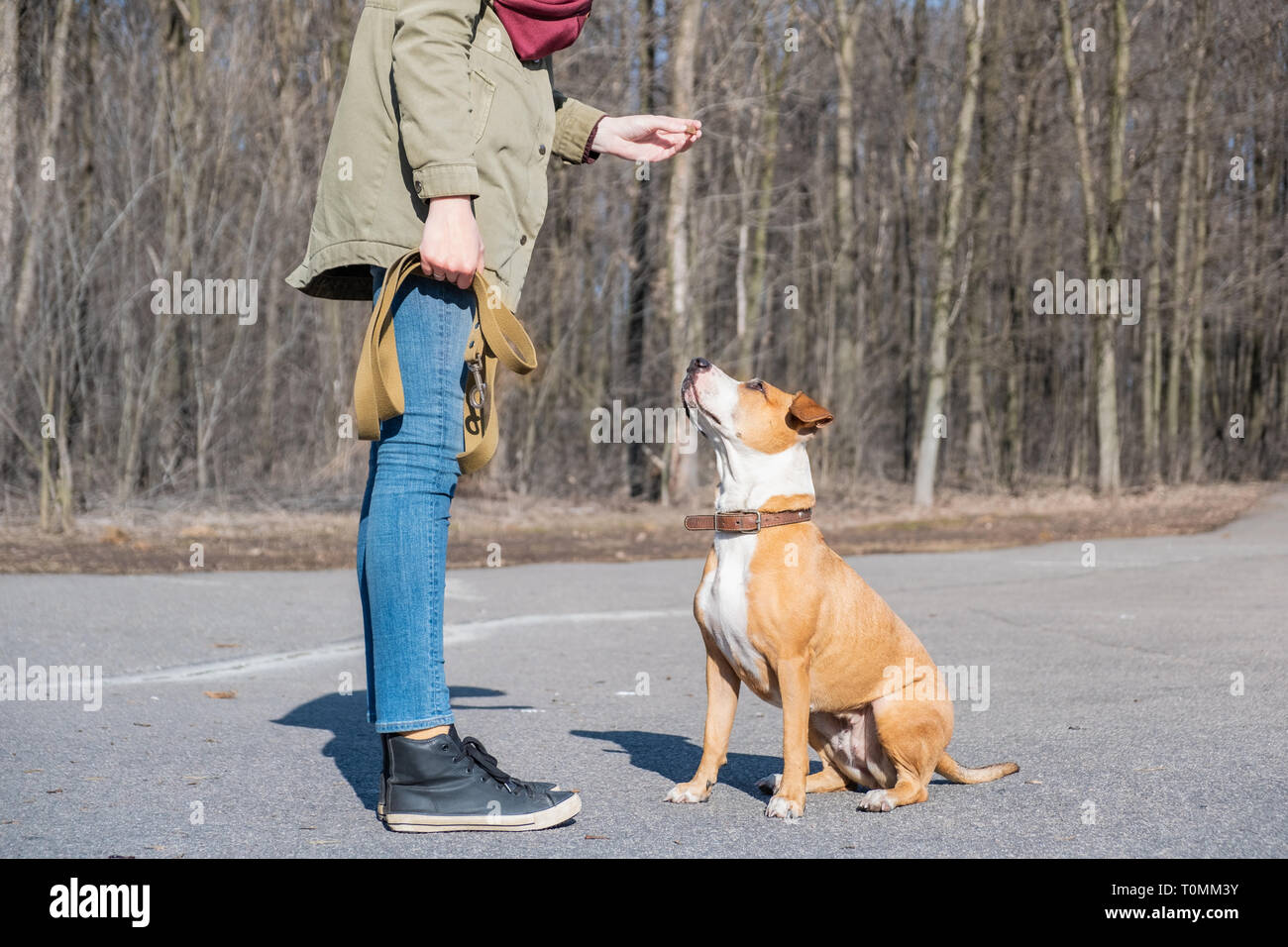 Training a grown-up dog to do 'sit' command. Person schooling a staffordshire terrier in a park, obedient dog sits and listens to owner. Stock Photo