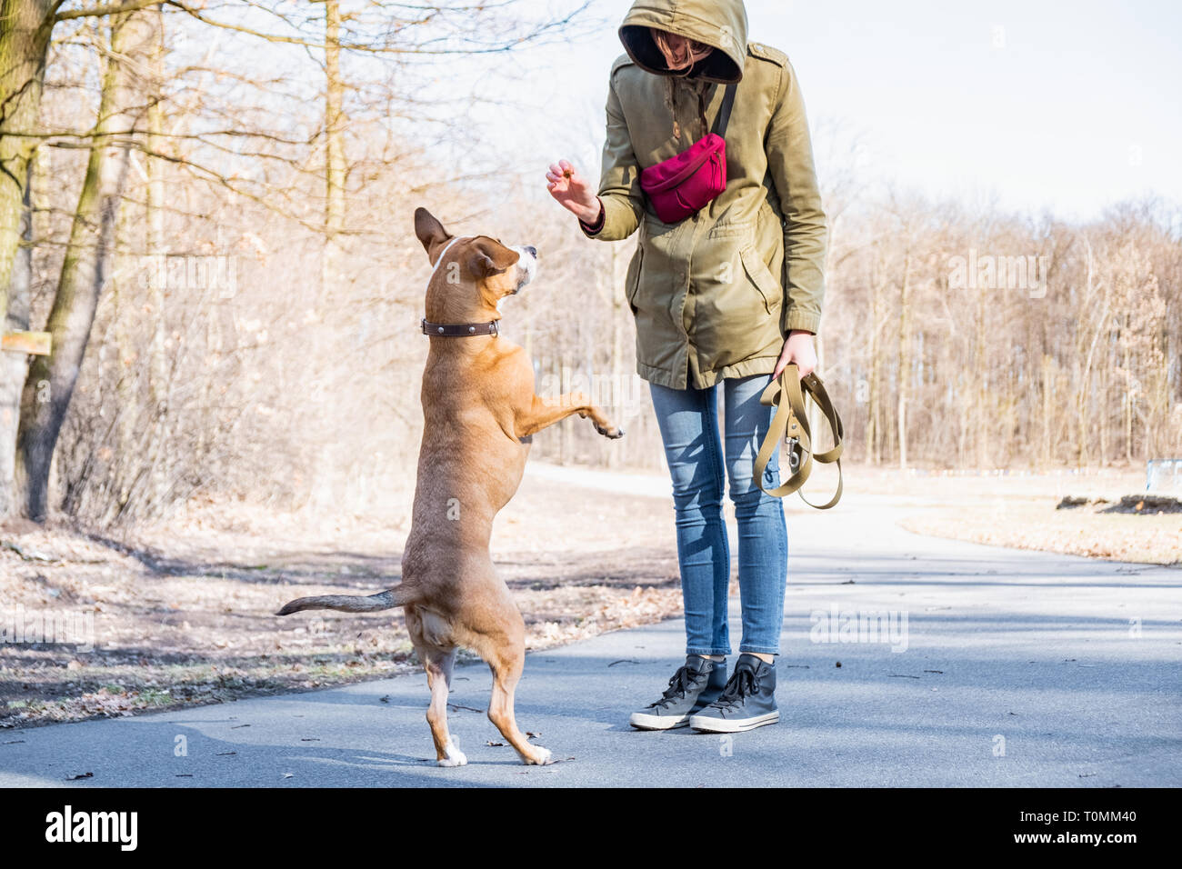 Training a grown-up dog to walk on two legs. Person schooling a staffordshire terrier in a park. Stock Photo