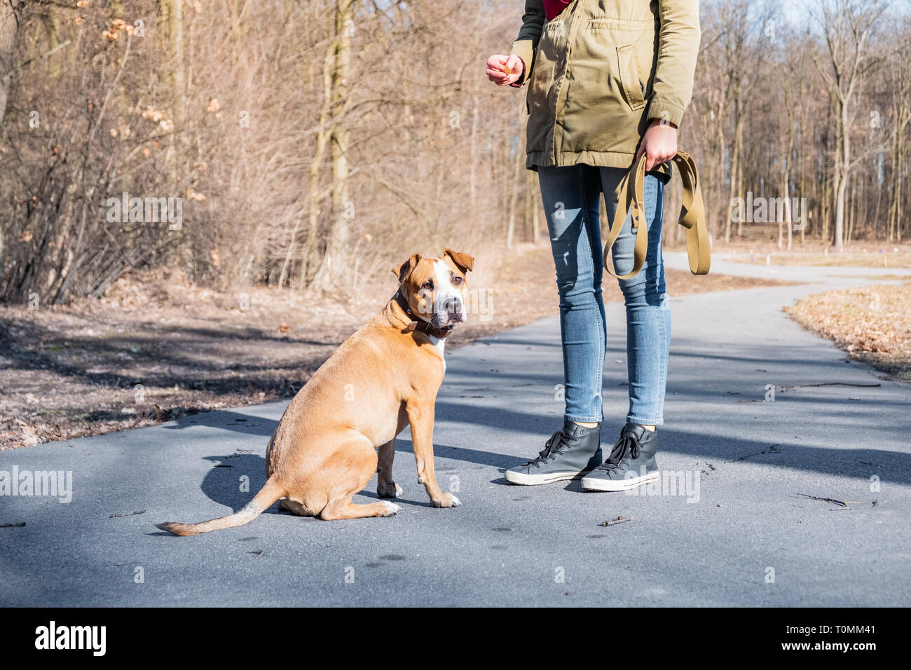 Training a grown-up dog in a park. Person schooling a staffordshire terrier in a park, dog disobeying and turning away Stock Photo