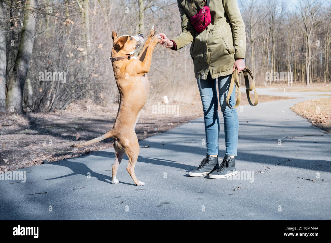 Training a grown-up dog to walk on two legs and do a high five. Person schooling a staffordshire terrier in a park, teaching to give hi-five. Stock Photo