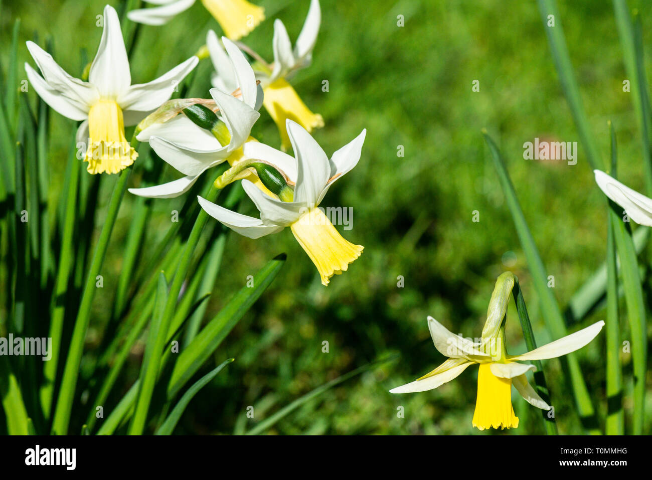 Daffodil 'Jenny' (Narcissus 'Jenny' Stock Photo Alamy