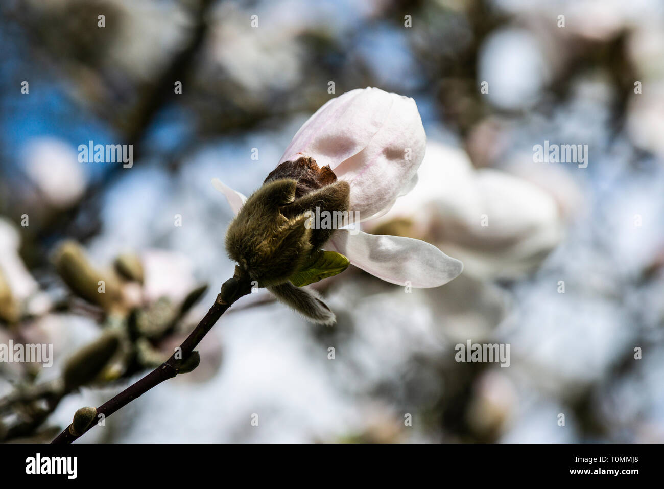 A flower of A magnolia 'Merrill' (Magnolia × loebneri 'Merrill') Stock Photo
