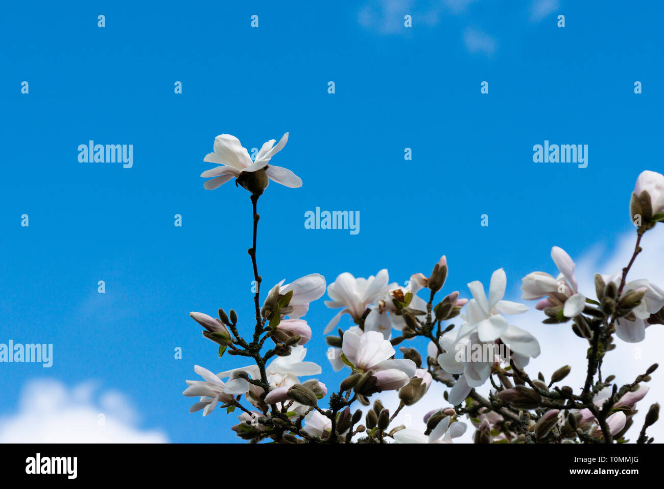 The flowers of a magnolia 'Merrill' (Magnolia × loebneri 'Merrill') against a blue sky Stock Photo
