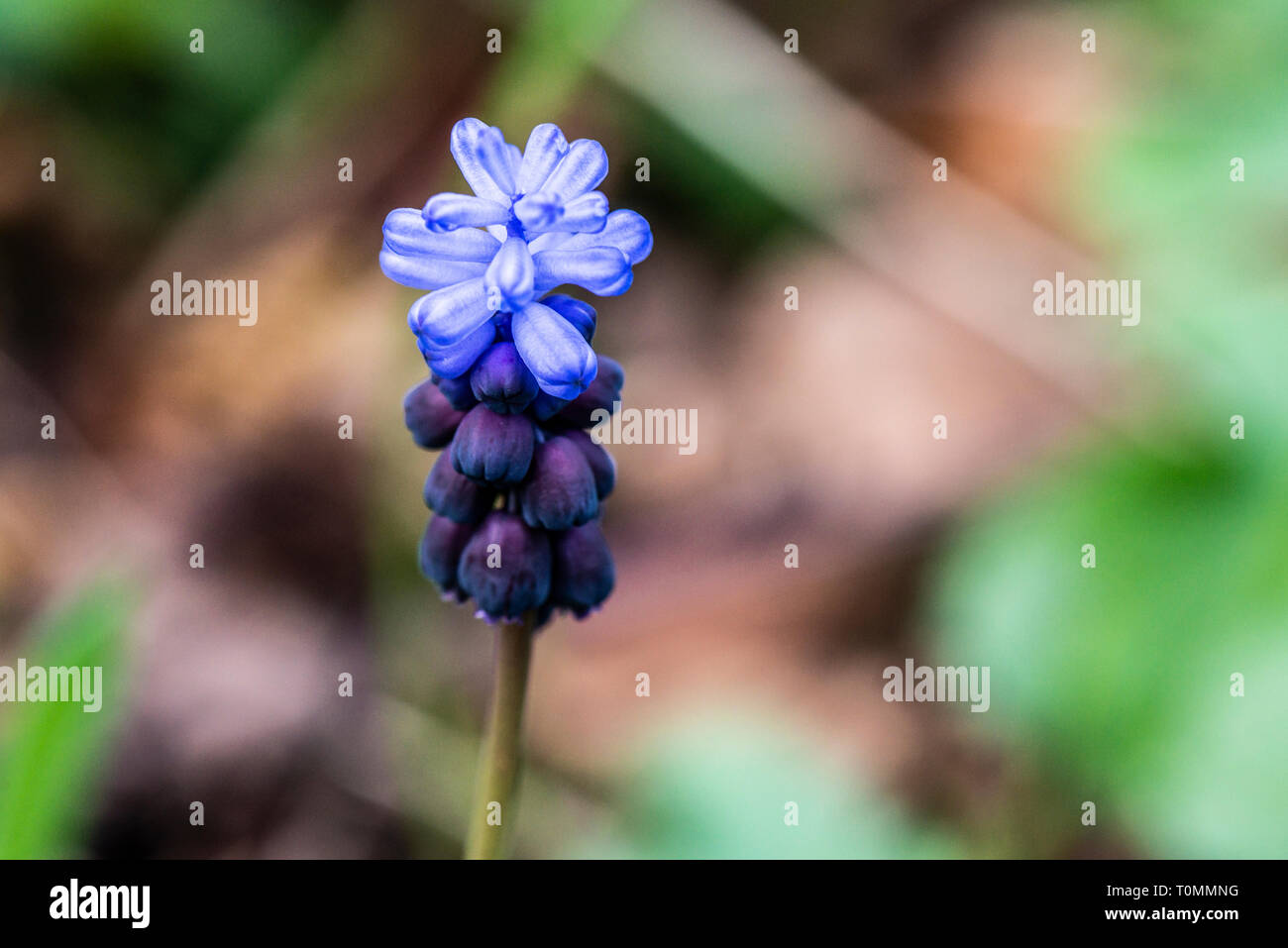 The flowers of a broad-leaved grape hyacinth (Muscari latifolium) Stock Photo