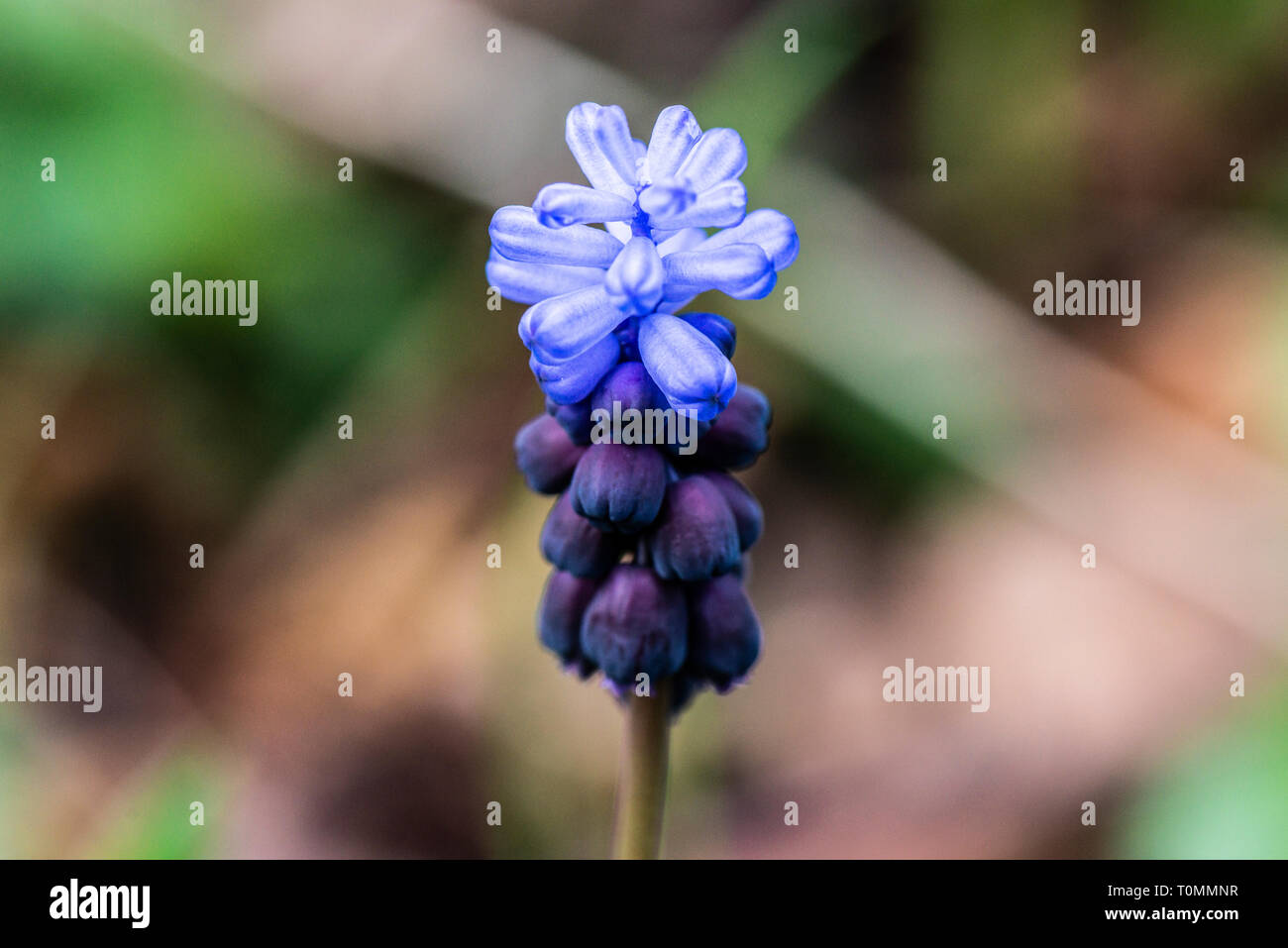 The flowers of a broad-leaved grape hyacinth (Muscari latifolium) Stock Photo