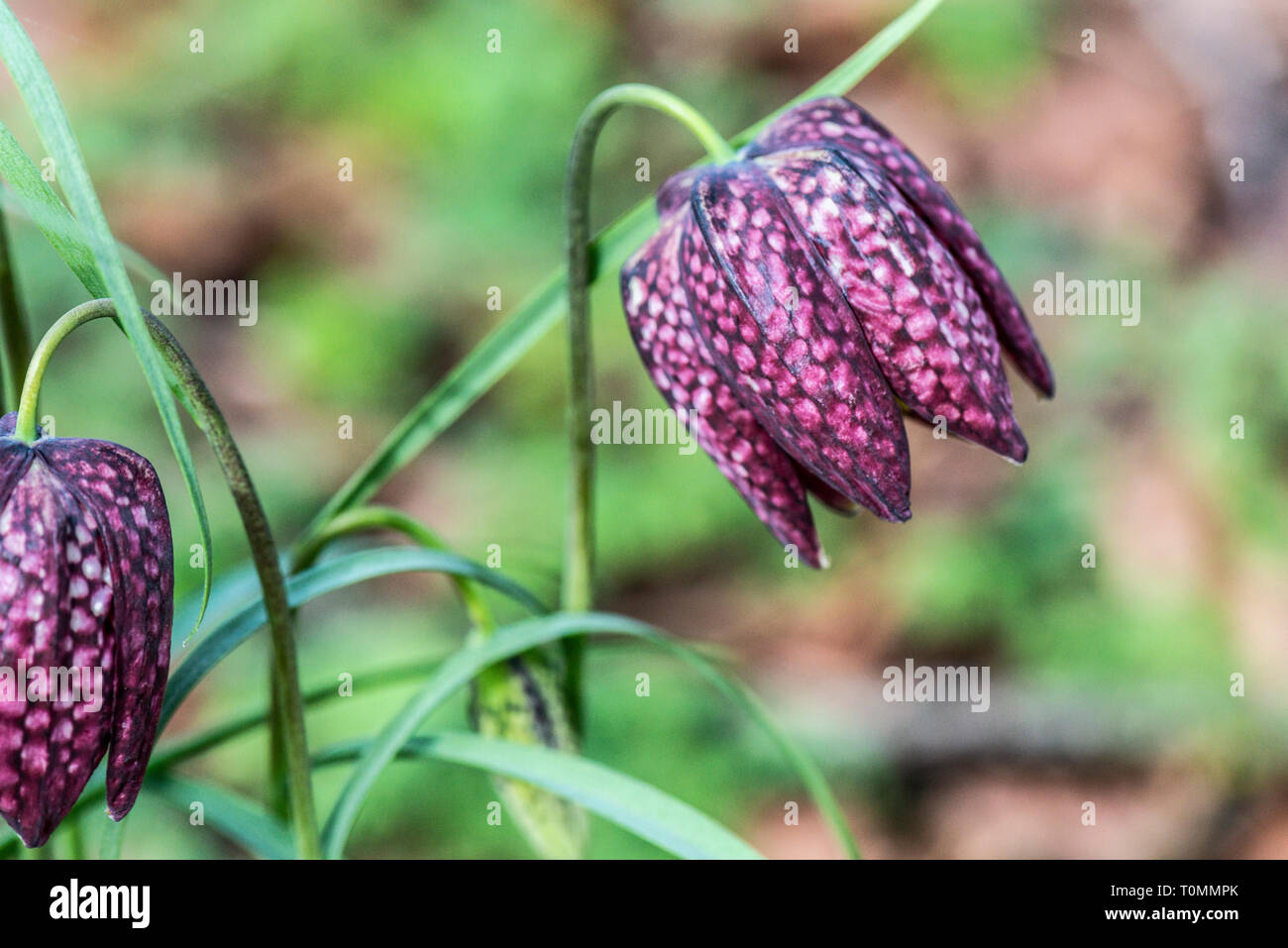 Bulbi Di Fritillaria Meleagris Kapiteyn 12 Pz
