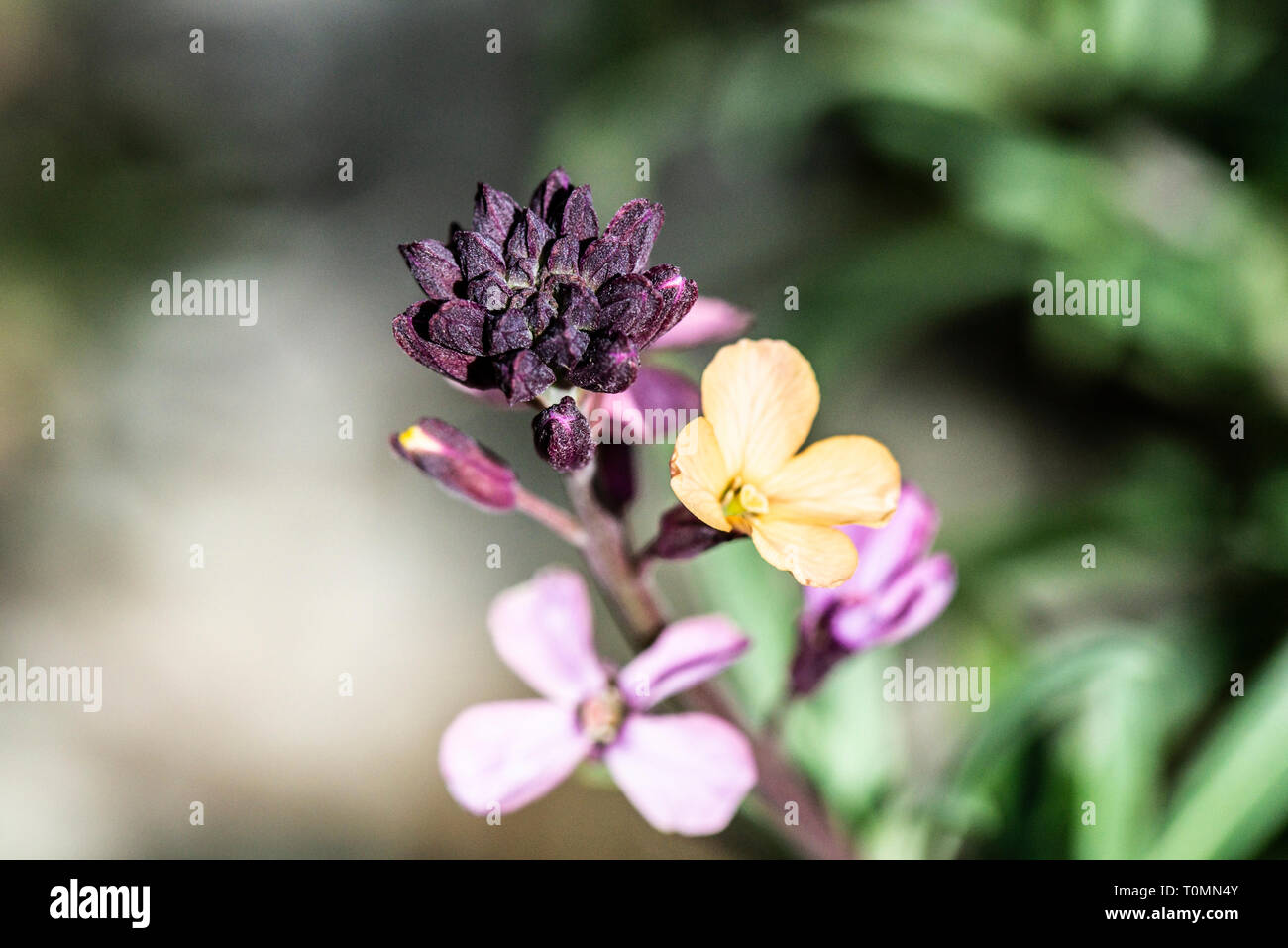 A close up of the flowers of a Erysimum 'Chelsea Jacket' Stock Photo