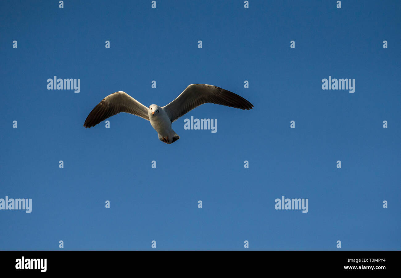 Single seagull flying with blue a sky as background Stock Photo
