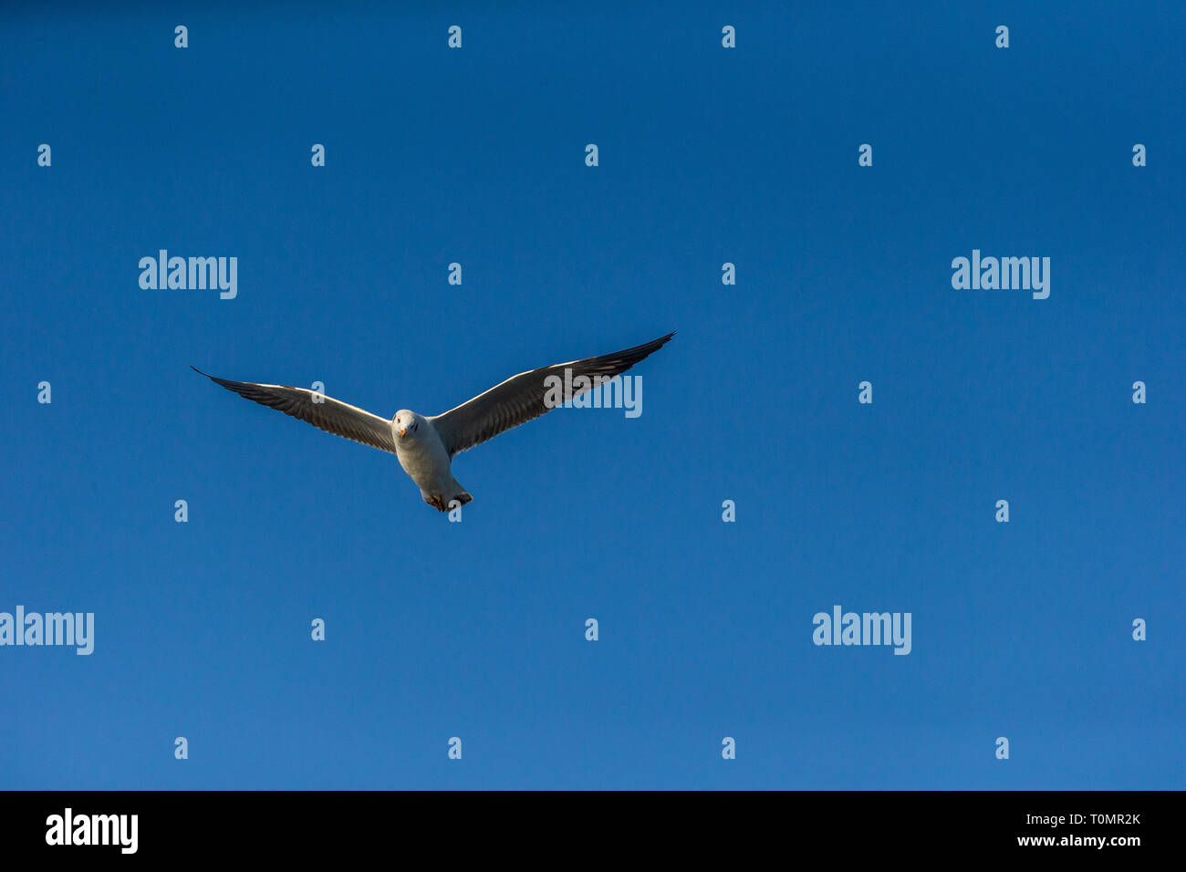 Single seagull flying with blue a sky as background Stock Photo