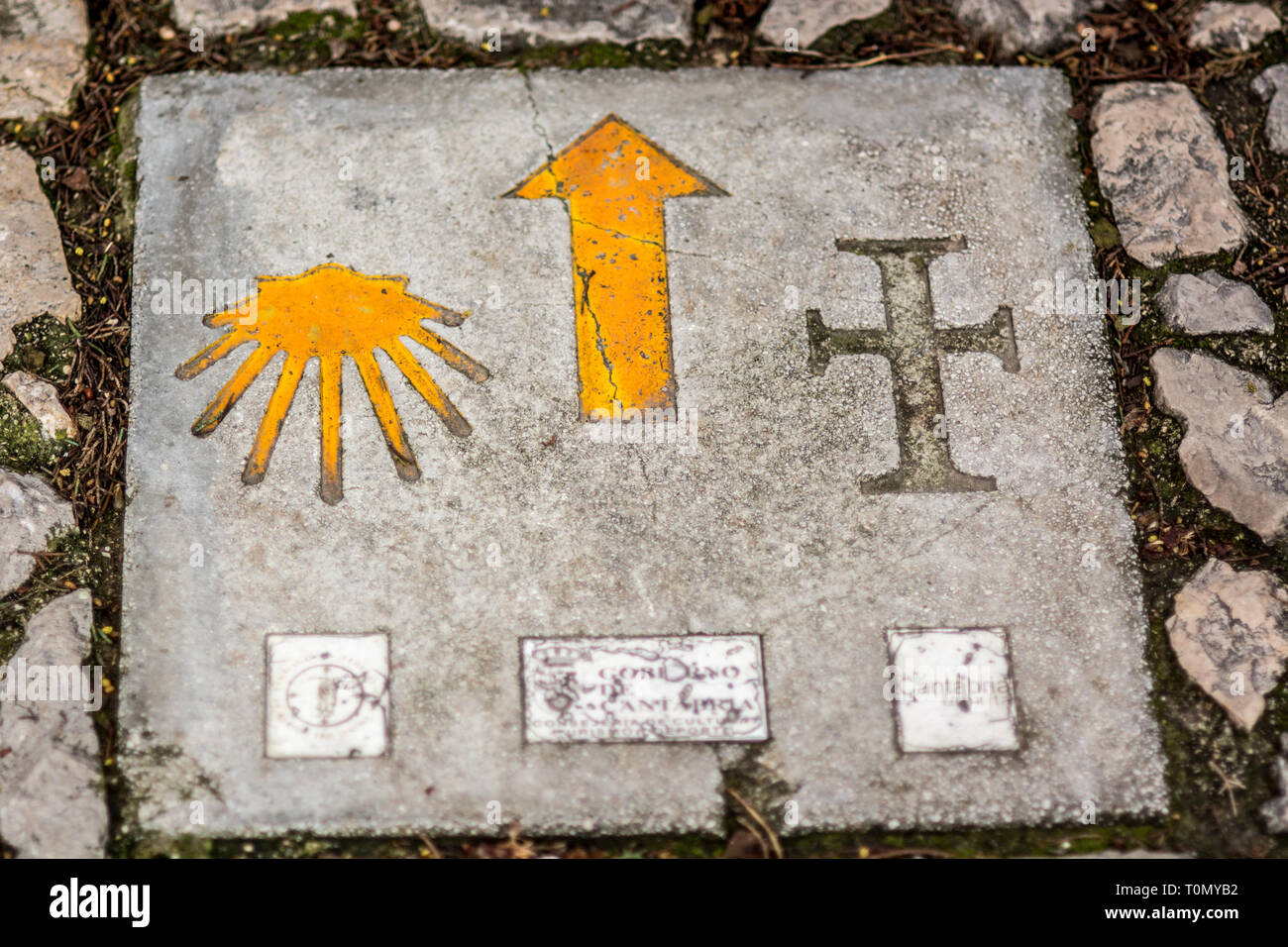 Camino de Compostela conch shell Stock Photo - Alamy