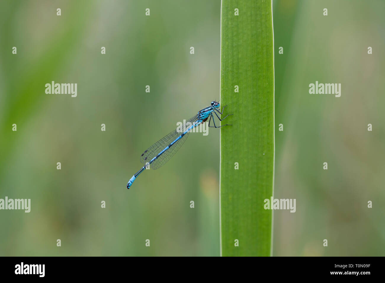 Azure Damselfly; Coenagrion puella; Cambridgeshire; UK Stock Photo