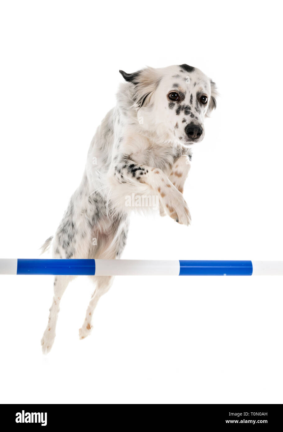 english setter in front of white background Stock Photo - Alamy