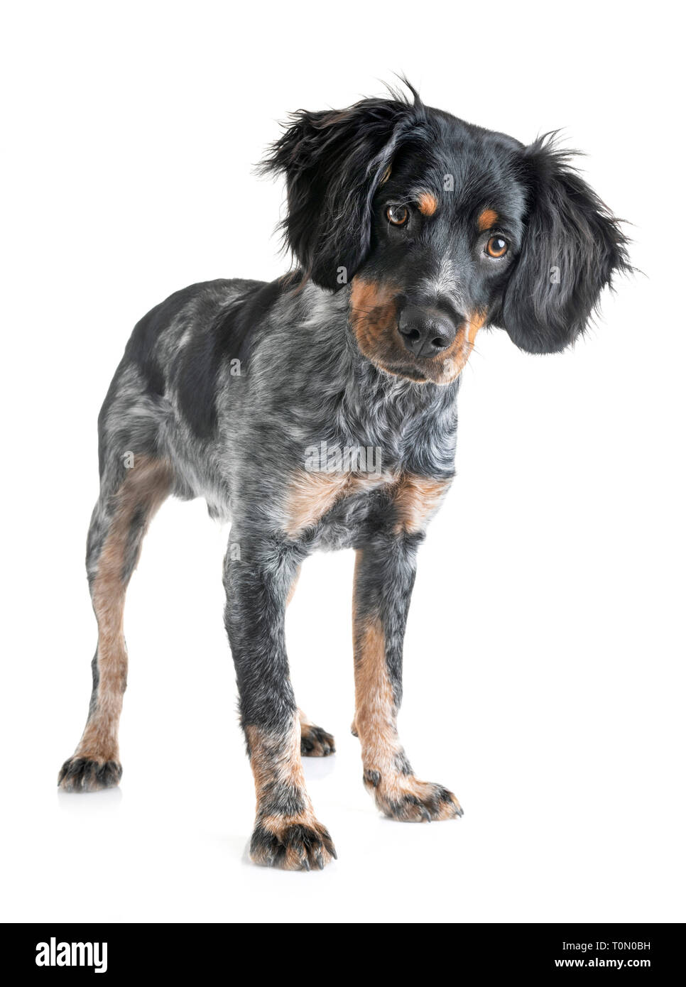 puppy brittany spaniel in front of white background Stock Photo - Alamy