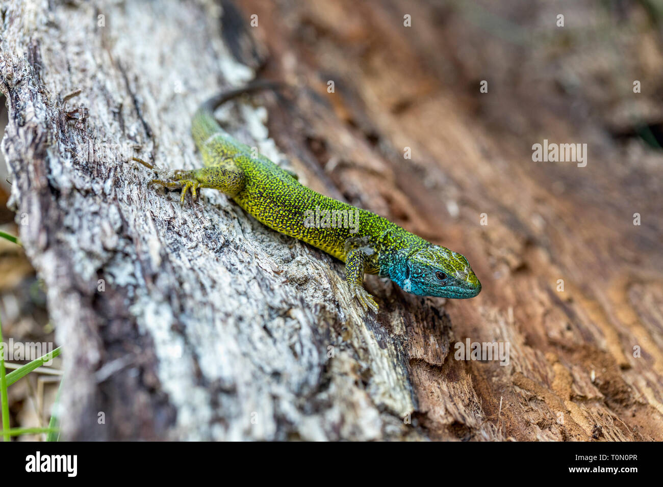 Eastern Green Lizard; Lacerta viridis; Hungary Stock Photo