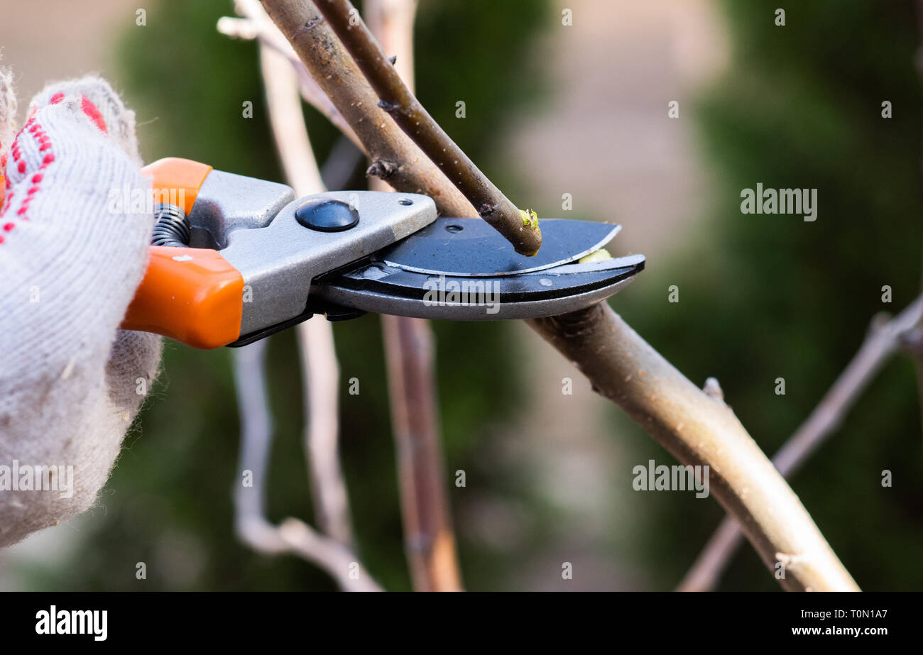 Spring prunings hi-res stock photography and images - Alamy