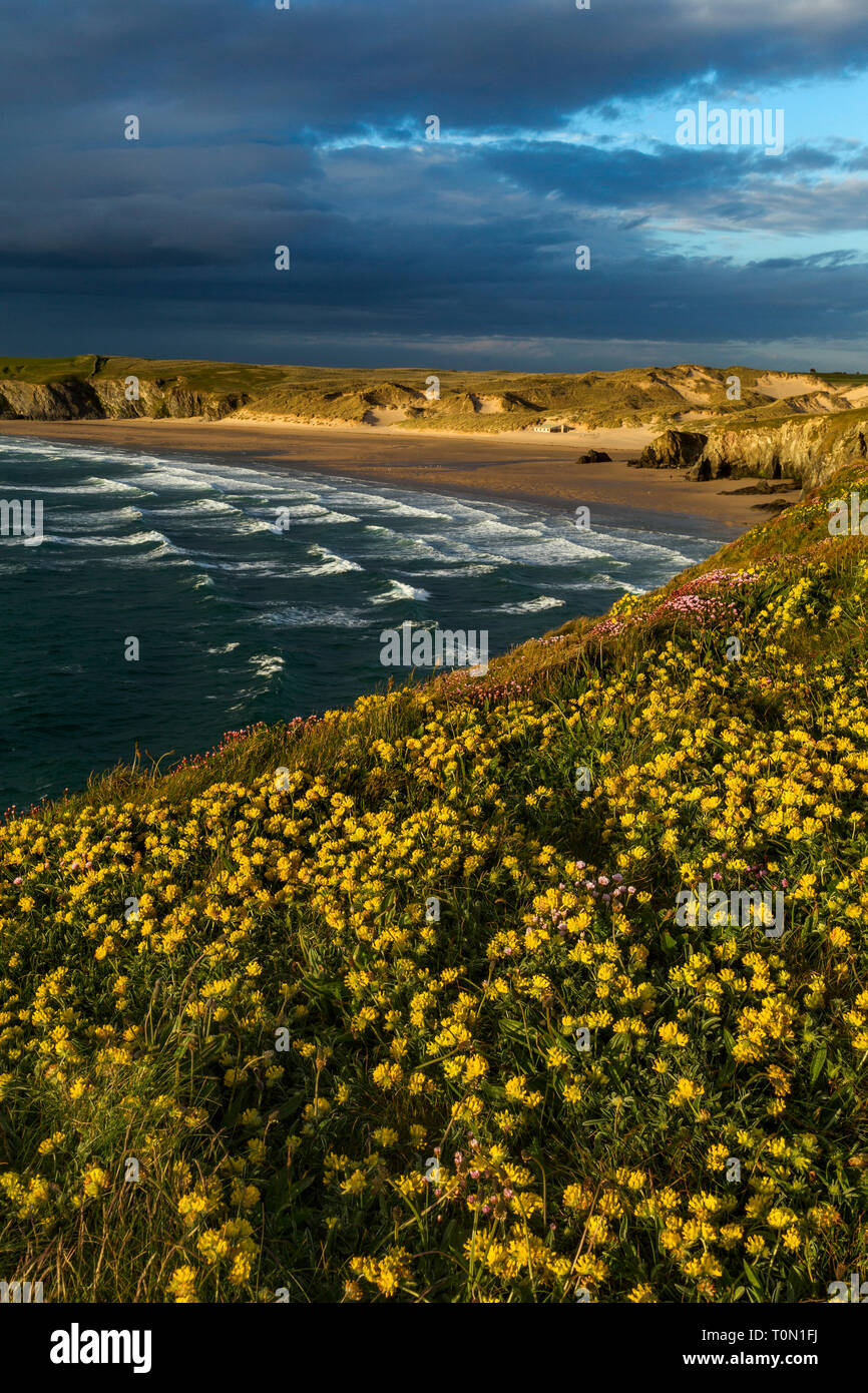Holywell Bay; Cornwall; UK Stock Photo Alamy