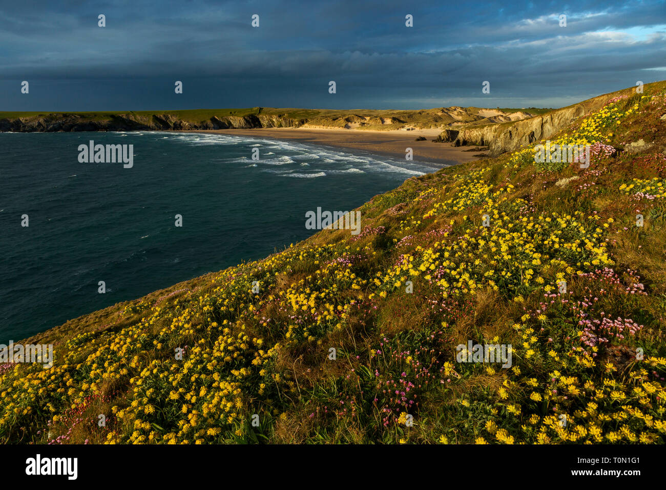 Kidney Vetch Cornwall High Resolution Stock Photography and Images - Alamy