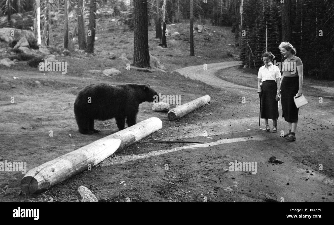 america, california, visiting the national park yosemite seen a bear, 1930-40 Stock Photo