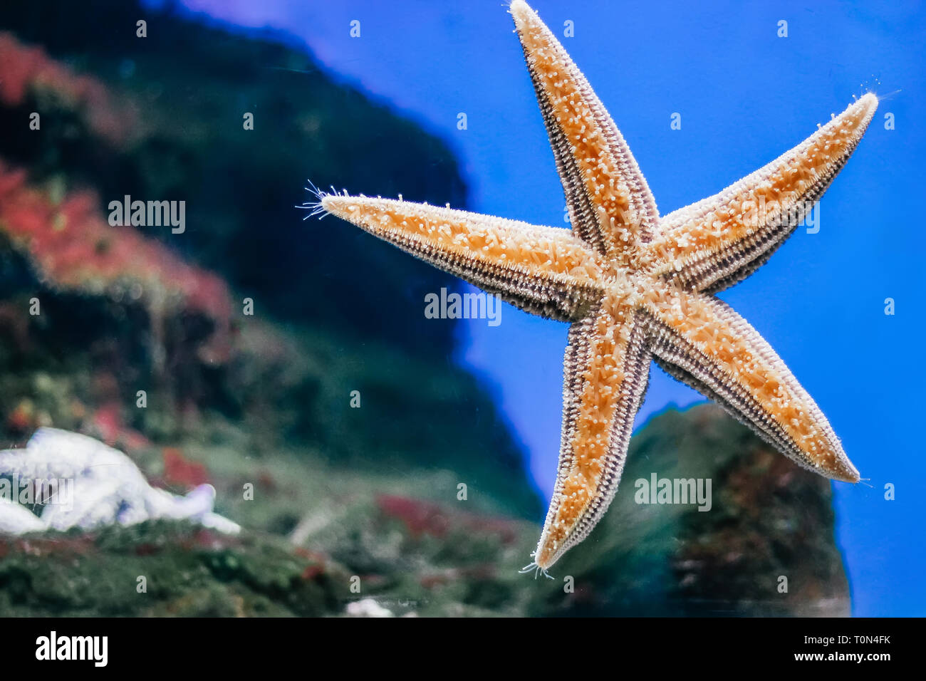 Beautiful orange starfish close-up in the aquarium Stock Photo