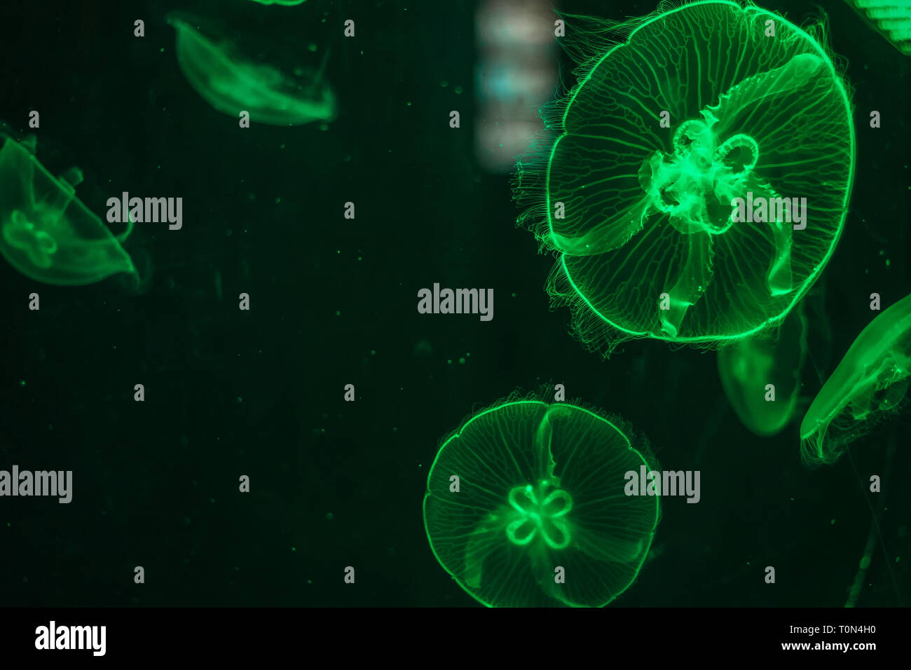 Glowing jellyfish close-up in the aquarium green color. Stock Photo
