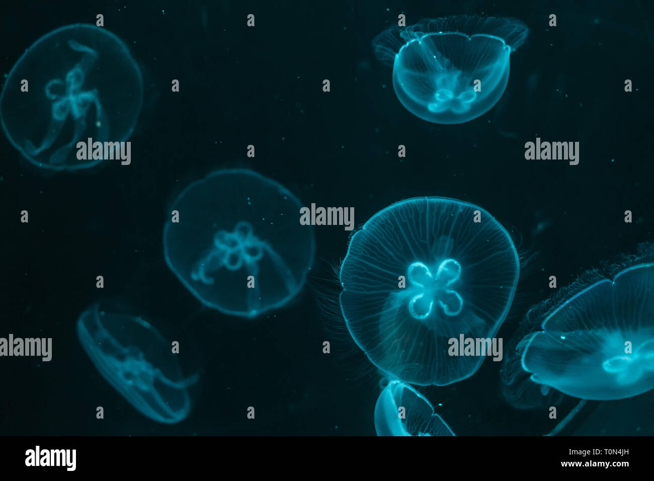 Glowing jellyfish close-up in the aquarium blue color. Stock Photo