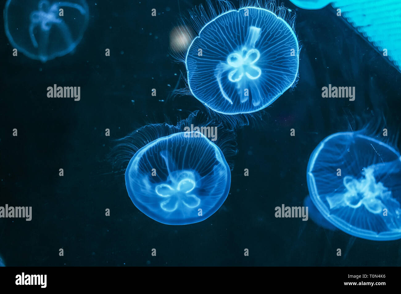 Glowing jellyfish close-up in the aquarium blue color. Stock Photo