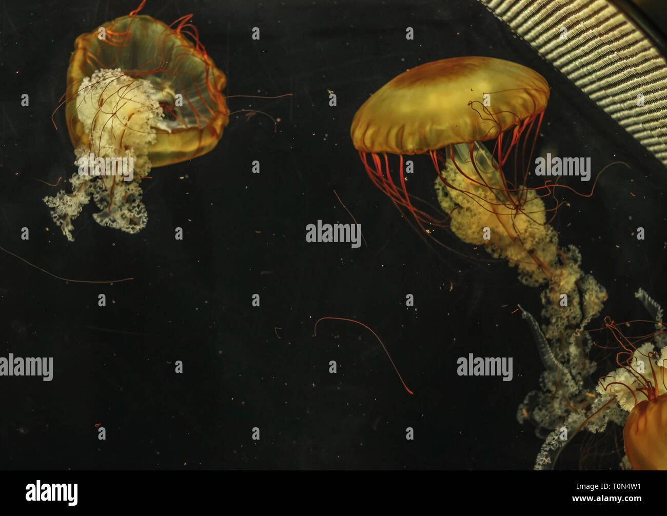 Jellyfish Chrysaora fuscescens in the aquarium closeup. Stock Photo
