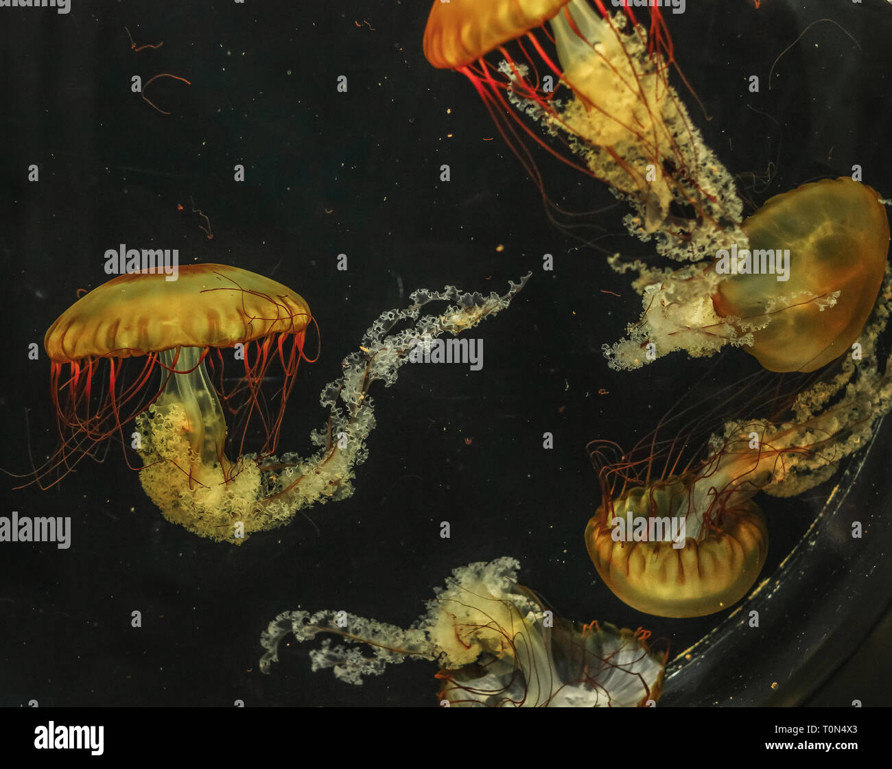 Jellyfish Chrysaora fuscescens in the aquarium closeup Stock Photo