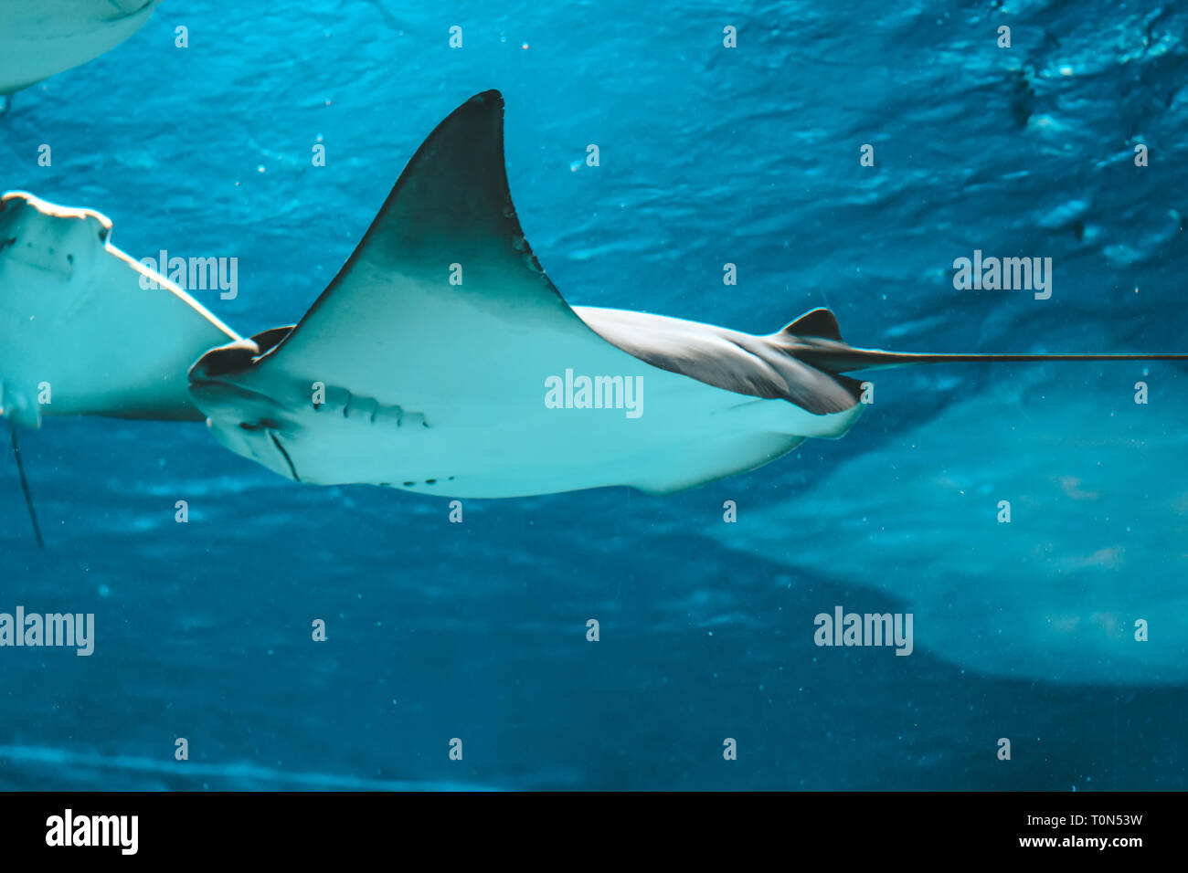 Cute stingray swims in aquarium close-up, bottom view Stock Photo