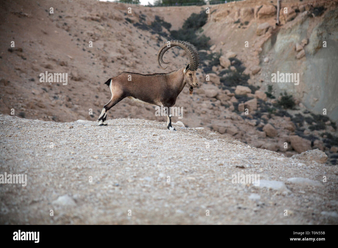 Impressive Male Nubian Ibex (Capra ibex nubiana AKA Capra nubiana). Photographed at Kibbutz Sde Boker, Negev Desert, Israel in September Stock Photo