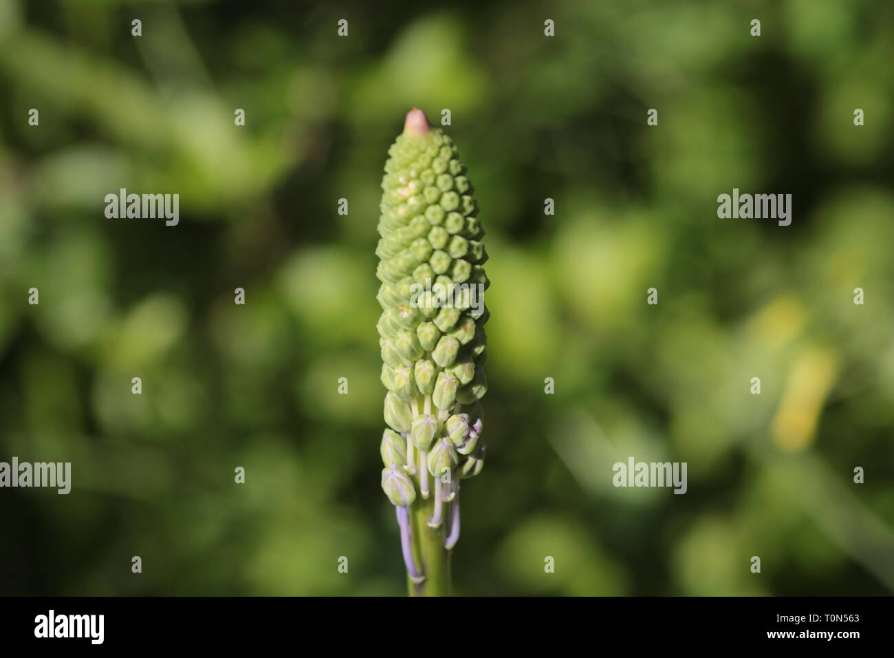 Scilla hyacinthoides (commonly known as Hyacinth Squill) is a geophyte, native to the Middle East. Photographed in Israel in March Stock Photo