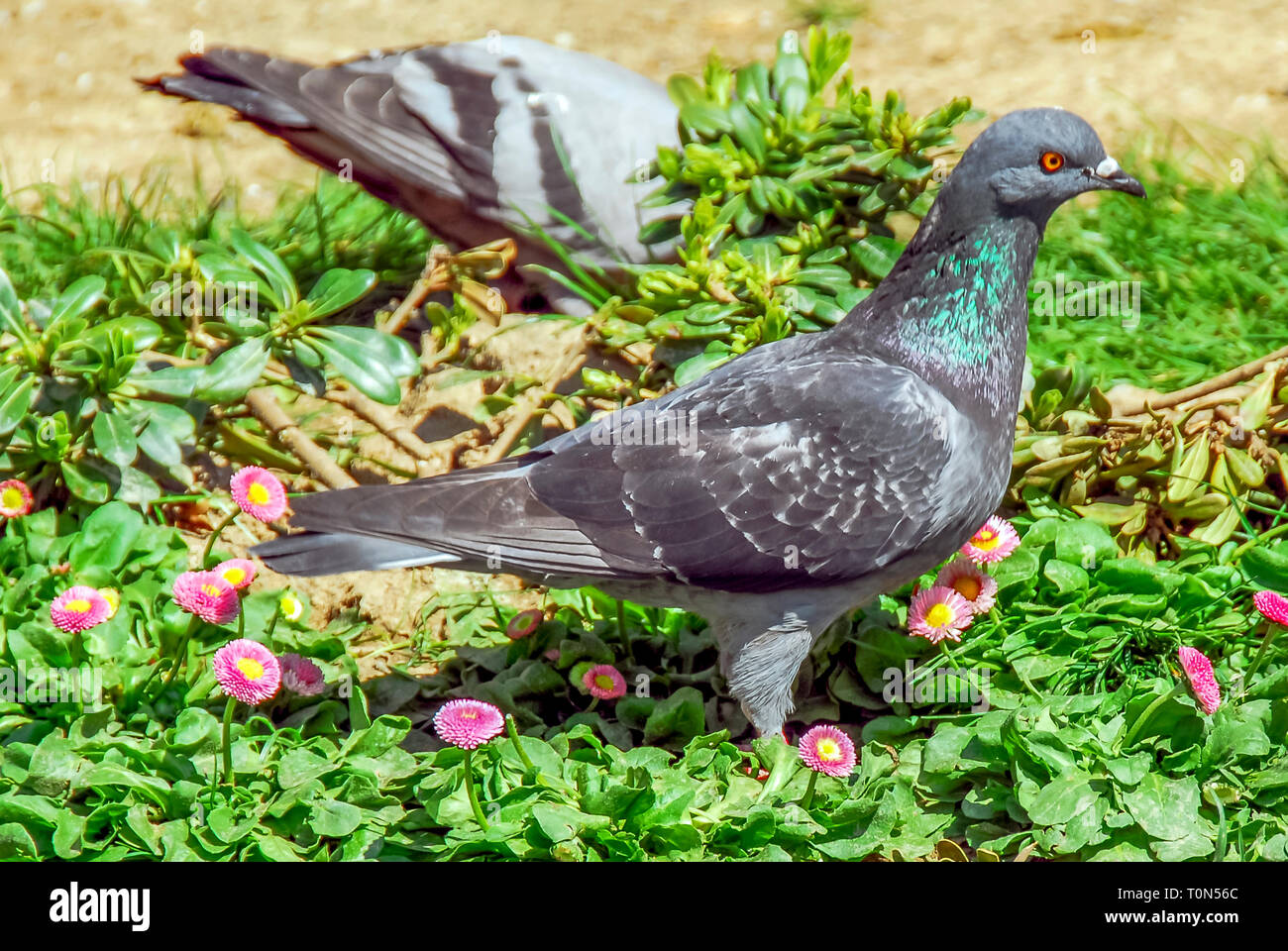 Istanbul, Turkey, 17 Nisan 2009: Pigeon birds with flowers. Stock Photo