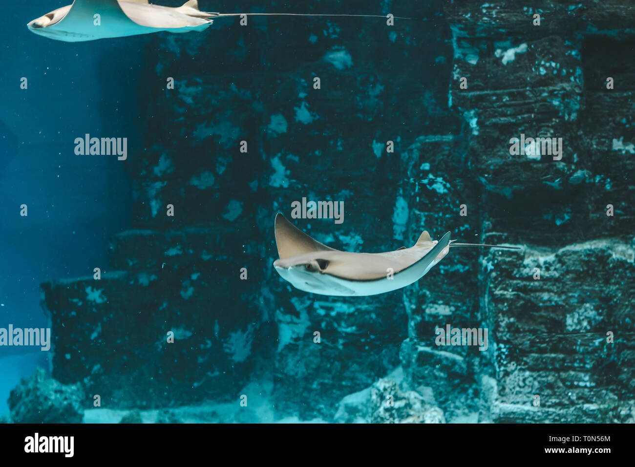 Cute stingray swims in aquarium close-up, bottom view Stock Photo