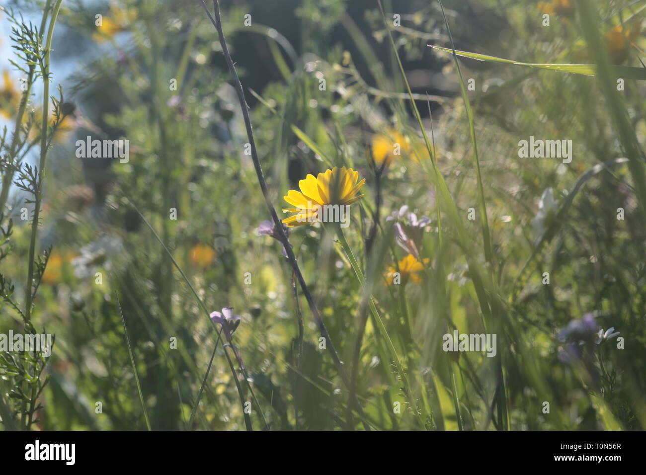 A field of Israeli wildflowers blooming in vibrant colours in spring. Photographed in Israel in March Stock Photo