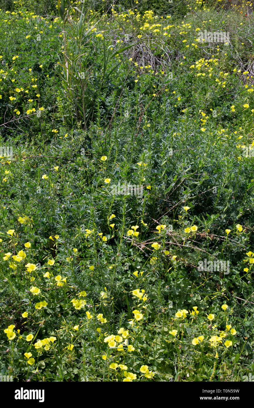 A field of Israeli wildflowers blooming in vibrant colours in spring. Photographed in Israel in March Stock Photo