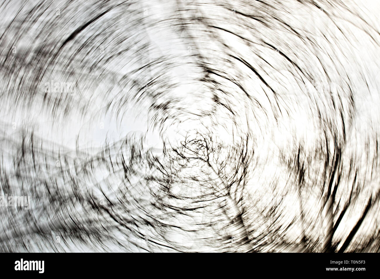 Europe, England, Forest of Dean.  Leafless winter tree abstract from below with swirling effect. Stock Photo