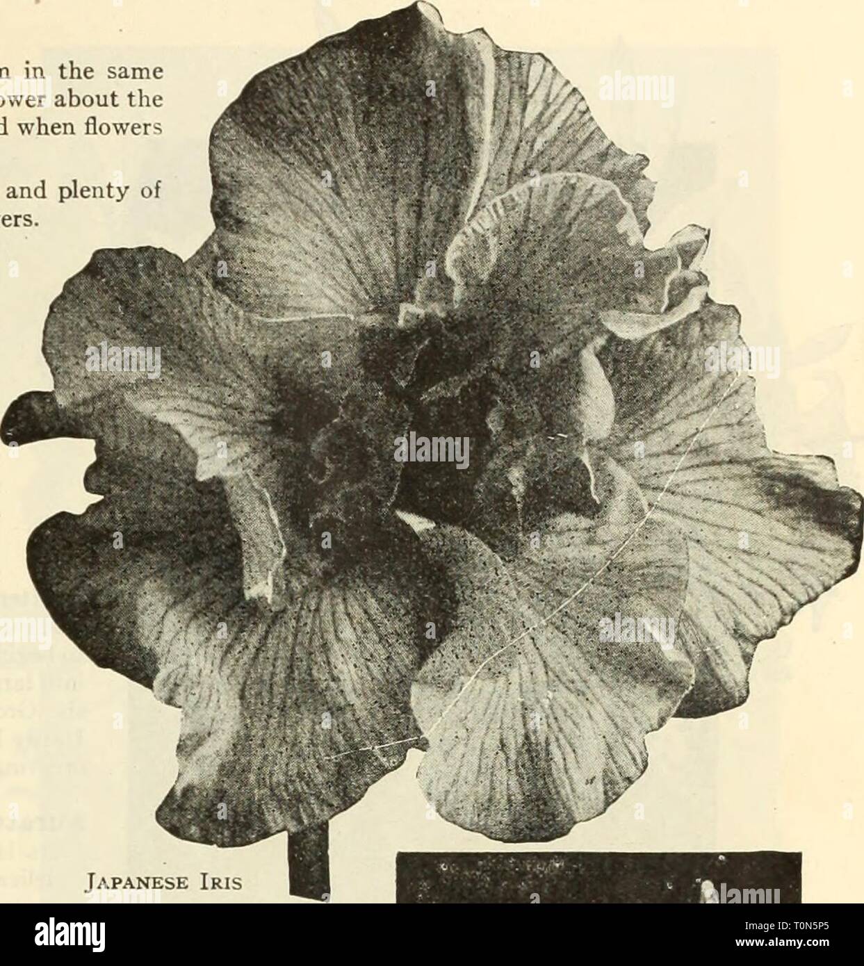 Dreer's autumn catalogue 1925 (1925) Dreer's autumn catalogue 1925  dreersautumncata1925henr Year: 1925  /flEHRyA-Mm^ ,BULBS SmiL PLANTING &gt;BlLBlEIiPMl| 25 Japanese Iris (ins Kaempferi) The improved forms of this beautiful flower have placed them in the same rank popularly as the Hardy Phloxes and Peonies. Coming into flower about the middle of June, and continuing for 3 to -1 weeks they fill in a period when flowers of this attractive type are particularly welcome. They succeed in almost any soil and position, but like rich soil and plenty of water when they are forming their buds and deve Stock Photo
