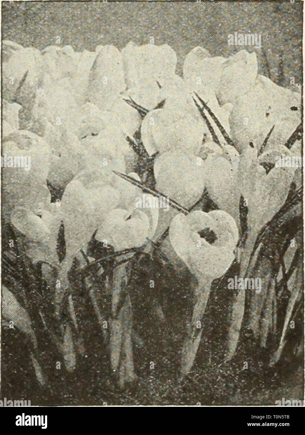 Dreer's bulbs  plants, shrubs, Dreer's bulbs : plants, shrubs, and seeds for fall planting  dreersbulbsplant1936henr Year: 1936  Chionodoxa sardensis Lovely rich blue flowers in early spnng    Crocus are one of our most indispensable spr ing flowers Collections of Giant-Flowering Crocus These collections contain the 6 Giant- Flowering varieties described above. They will give you a splendid spot of color in your garden. 36 bulbs, 6 of each variety for $1.36 72 bulbs, 12 of each variety for 2.60 150 bulbs, 25of each variety for 4.76 300 bulbs, 50 of each variety for 9.00 All Bulbs are sent PREP Stock Photo