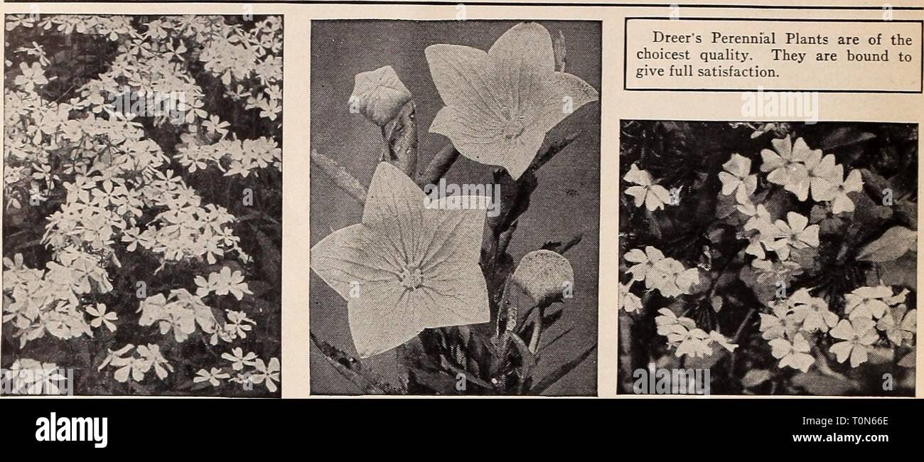Dreer's autumn planting guide for Dreer's autumn planting guide for 1940  dreersautumnplan1940henr Year: 1940  DREER'S HARDY PERENNIAL PLANTS    Phlox divaricata canadensis Platycodon—Balloon Flower Plumbago—Leadwort Dreer's Hardy Phlox The Beautiful Blue Canadian Phlox 17-488 Divaricata canadensis. A ® {Wild Sweet William). One of our native species worthy of extensive planting. Begins to bloom early in April and continues through May. Large, fragrant, lavender flowers on 10-inch stems. 30c each; 3 for 8Sc; 12 for S3.00. 10 Magnificent Phlox 17-451 Antonin Mercie. Splendid deep lilac blooms o Stock Photo